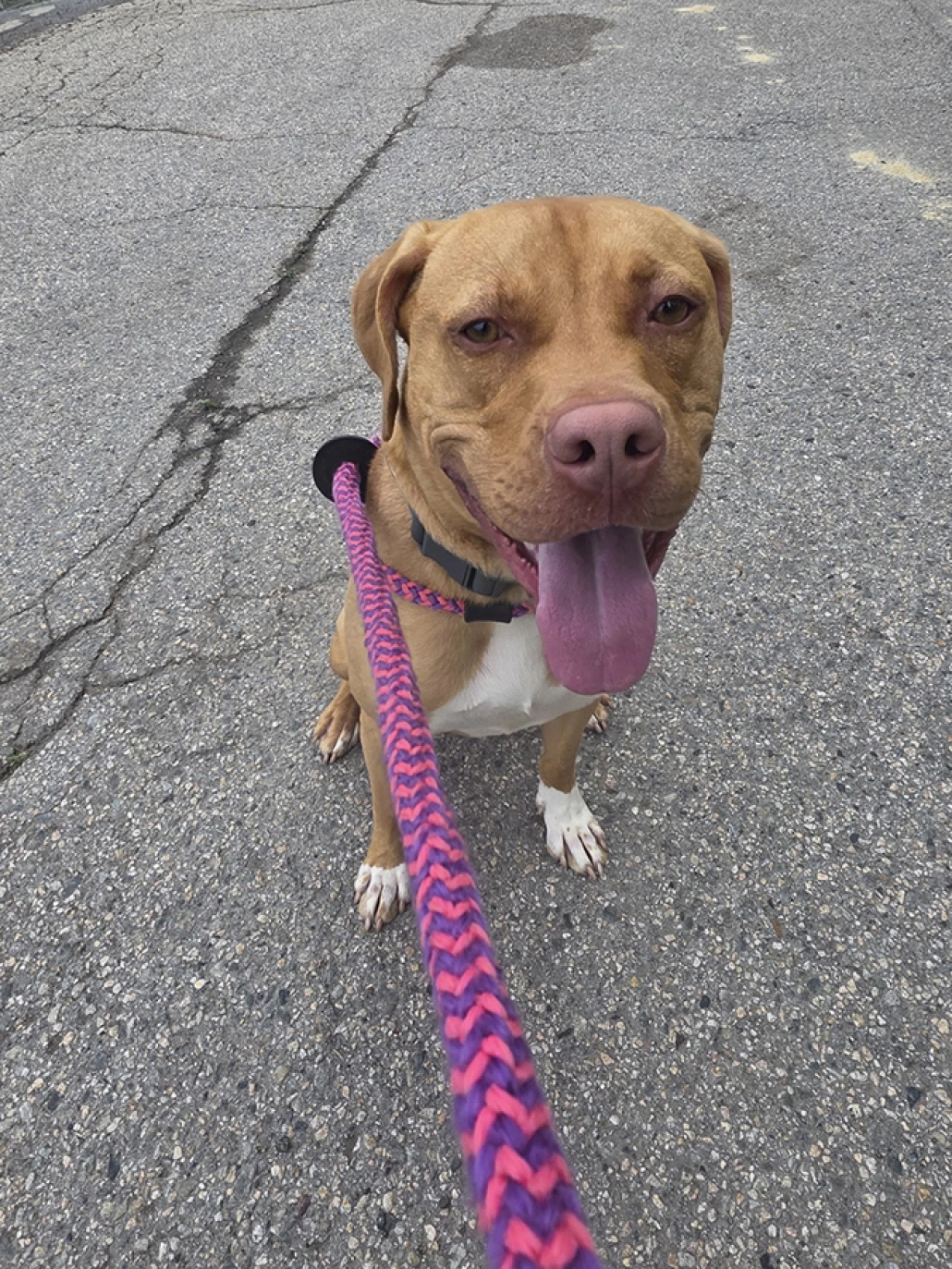 https://assets.envisionsuccess.net/images/gallery/homelessdogs-9.jpg