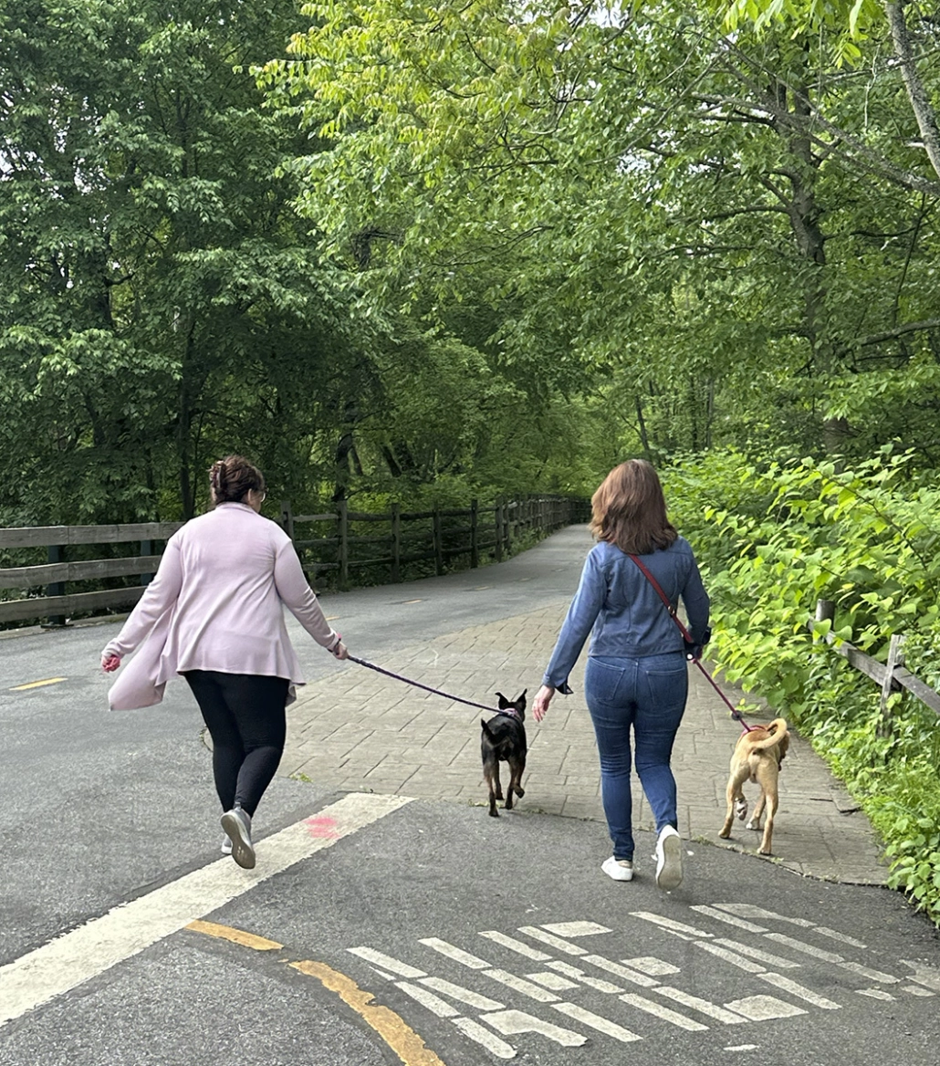 https://assets.envisionsuccess.net/images/gallery/homelessdogs-3.jpg